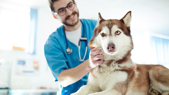 Tierarzt untersucht Hund