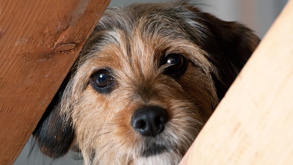 Ein kleiner Mischlingshund schaut durch einen Zwischenraum zwischen zwei Holzbrettern.