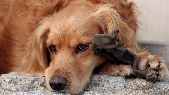 Cocker Spaniel-Mischling mit Kauknochen