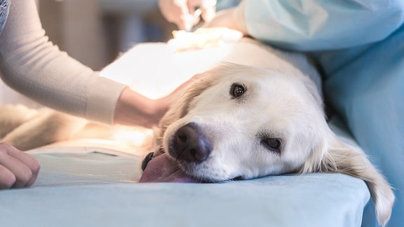 Hund beim Tierarzt