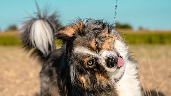 Ein Hund trinkt Wasser.