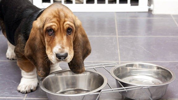 Basset Hound, Welpe trinkt aus Metallnapf.