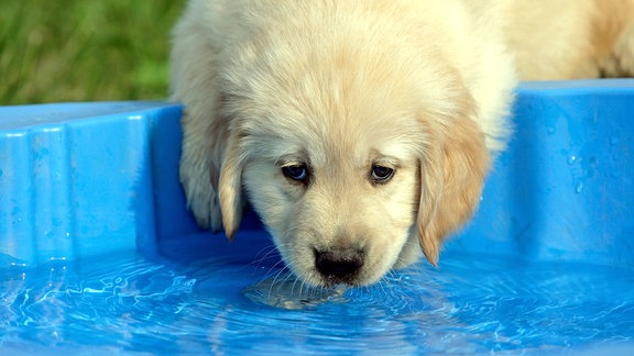 Hund trinkt aus Pool.