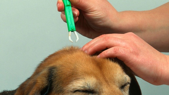 Einem Hund wird eine Zecke entfernt