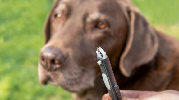 Einem Hund dem eine Zecke entfernt wurde.
