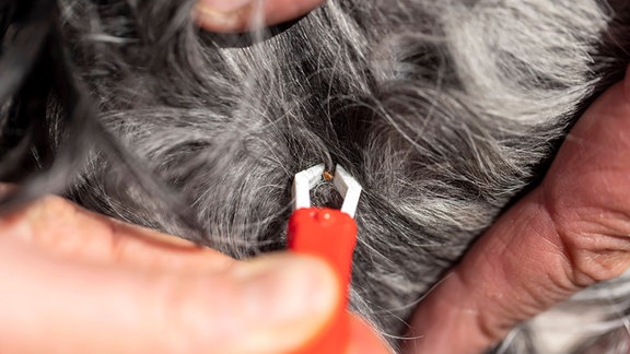 Einem Hund dem eine Zecke entfernt wird.