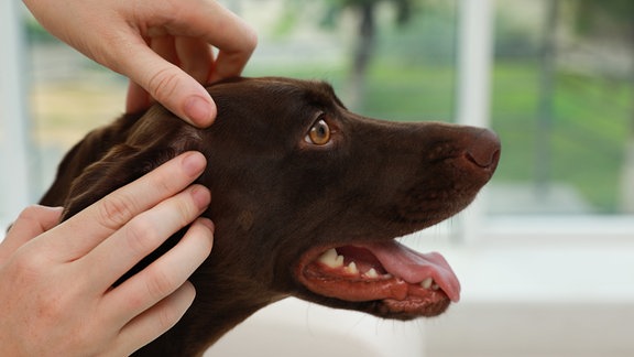  Eine Frau untersucht einen Hund auf Zecken