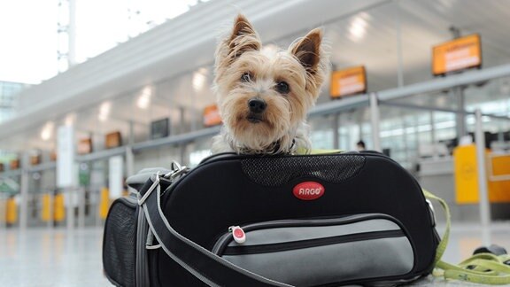 Hund in einer Transporttasche