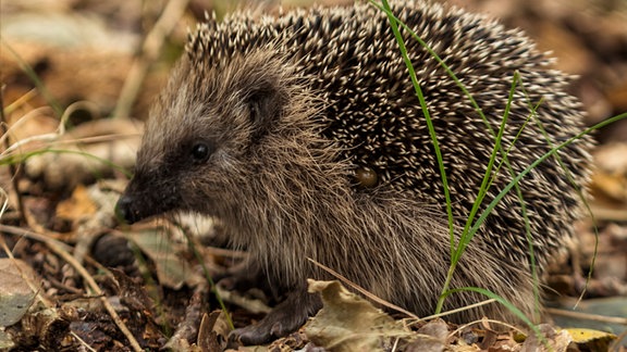Ein Igel