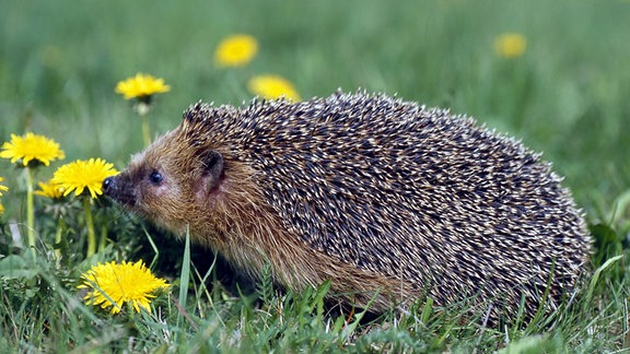 Igel auf einer Wiese mit Löwenzahn
