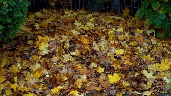 Herbstlaub