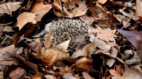 Ein Igel liegt eingerollt in Laub und hält Winterschlaf