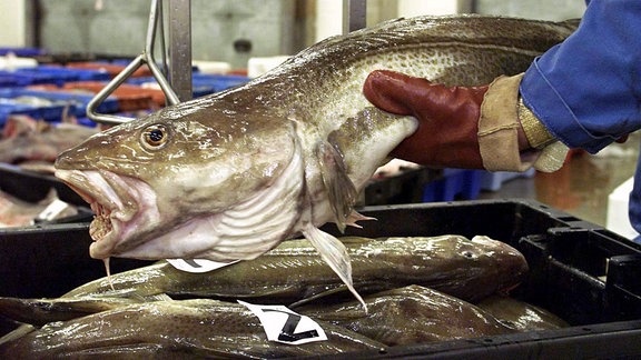 Ein Fischhändler wiegt einen Kabeljau.