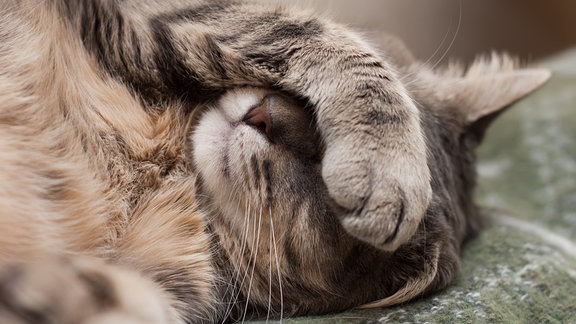 Katze