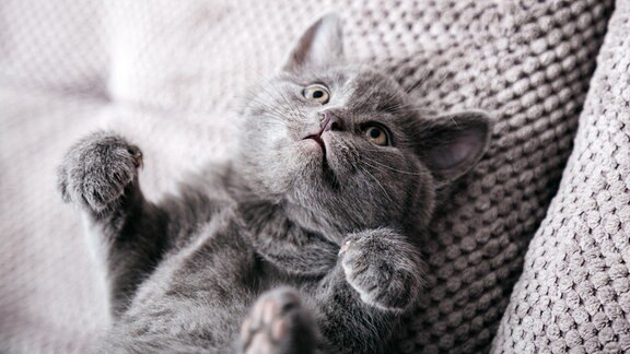 Katze auf Sofa