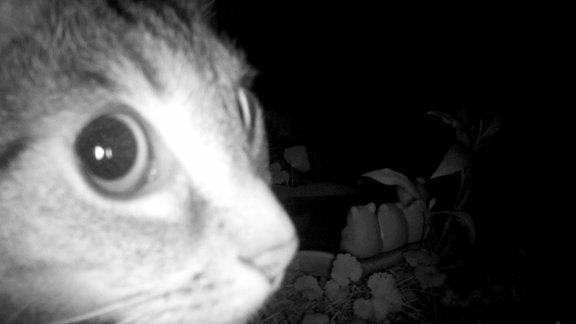 Eine Katze, die nachts in einem Garten von einer Wildkamera mit Bewegungssensor fotografiert wurde. 