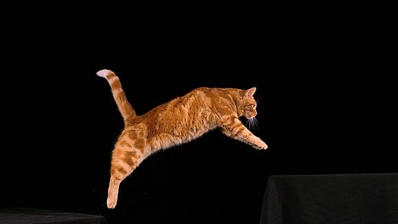 Rot gestromte Hauskatze, erwachsen springend vor schwarzem Hintergrund.