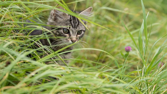 Eine junge Katze schleicht durchs Gras