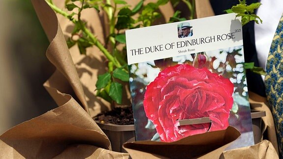 Duke of Edinburgh-Rose in Papier eingeschlagen.