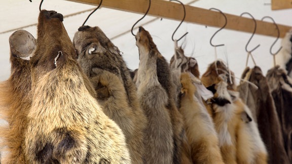 Felle von Bären, Wildschweinen, Füchsen, Wölfen und anderen Pelztieren auf einem russischen Jahrmarkt.