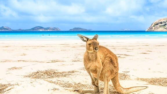 Ein Känguru steht in der Lucky Bay im Cape-Le-Grand-Nationalpark.
