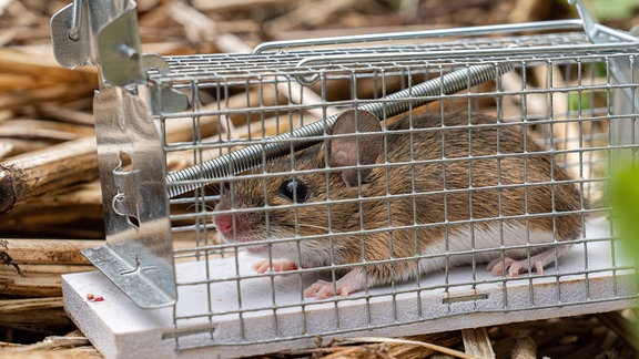 Waldmaus in der Mausefalle