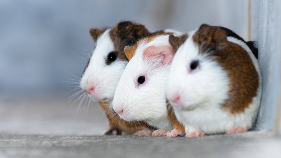 Meerschweinchen