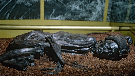 Moorleiche Tollundmann, aus dem Moor von Tollund im Museum von Silkeborg in Dänemark