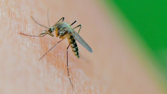 Eine Mücke der Art Aedes vexans saugt Blut am Arm 