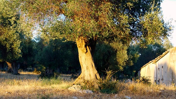 Ein Olivenbaum