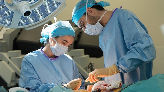 Organspende