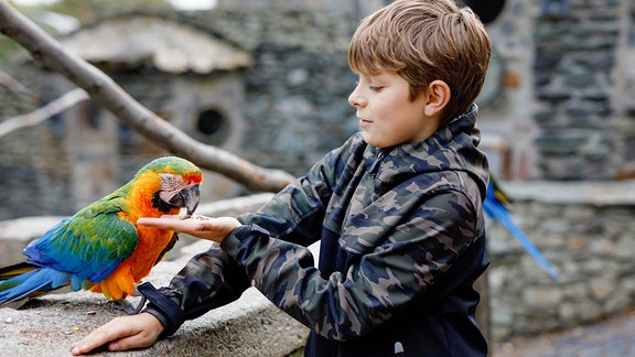 Ein Junge füttert einen Papagei