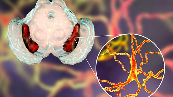 Illustration: Substantia nigra