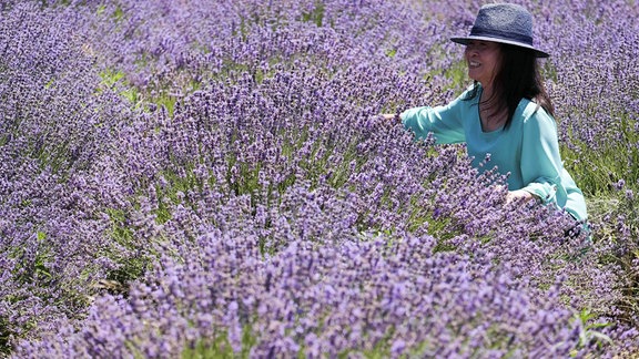 Menschen besuchen den blühenden Lavendel auf den Feldern der 123 Farm in Cherry Valley während des 13. jährlichen Lavendelfestivals in Riverside, Kalifornien, am 17. Juni 2017.