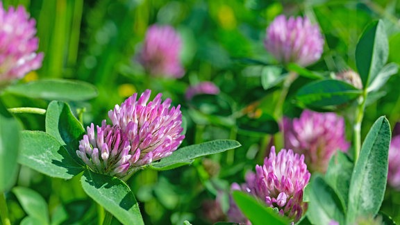 Eine lila Blüte