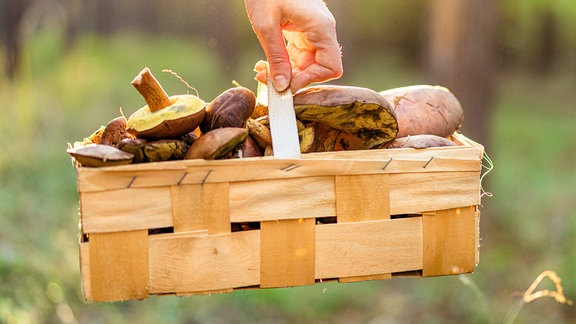 Korb mit gesammelten Pilzen, im Hintergrund Wald.