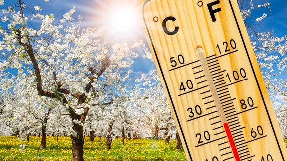 In einer Obstbaumplantage mit vielen blühenden Bäumen zeigt ein Thermometer angenehme Temperatur vor der strahlenden Sonne