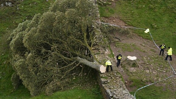 Polizeibeamte betrachten einen gefällten Baum am Hadrianswall in Nordengland.