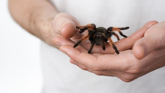 Große Spinne auf Hand