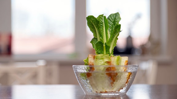 Nachwachsender Salat in einer Glasschale.