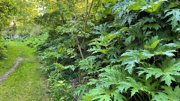 Zahlreiche Pflanzen des Riesen-Bärenklaus, auch Herkulesstaude oder Bärdenkralle genannt, stehen in einem Waldstück.