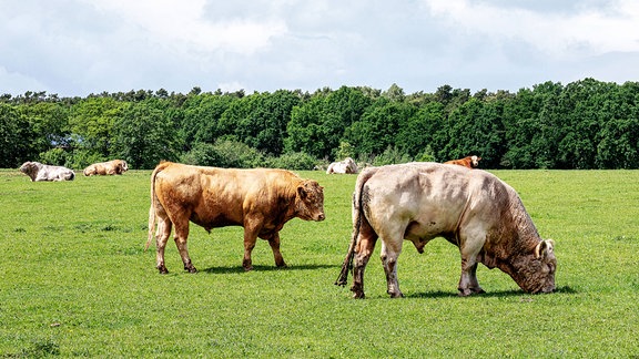 Rinder auf Weideland