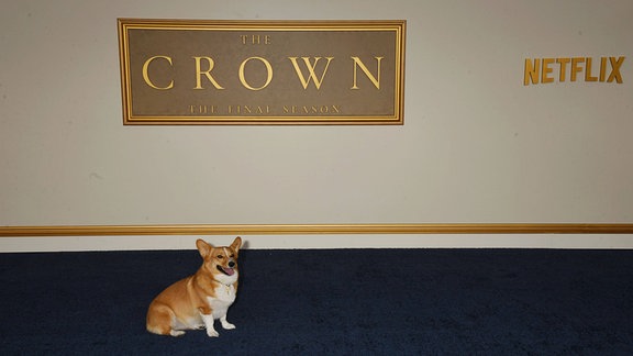 Ein Hund sitzt vor einem Wandschild mit der Aufschrift "The Crown".