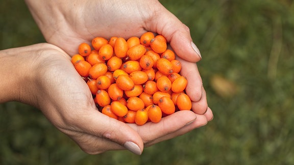 Frauenhände mit Sanddornbeeren