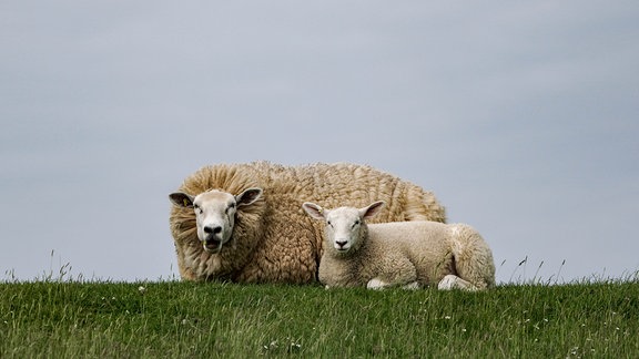 Zwei Schafe liegen 2021 während der Zeit der Schafskälte im Gras auf einem Deich.