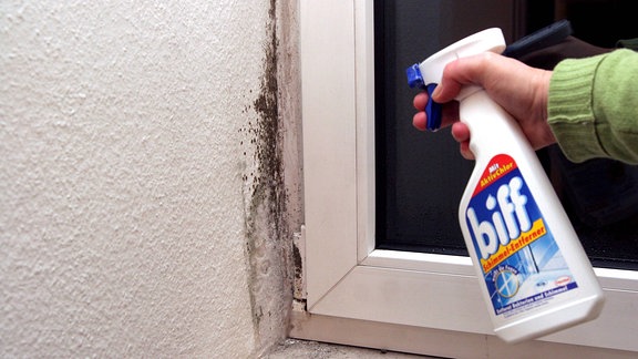 Schimmel-Entferner gegen Schimmel an einem Fenster
