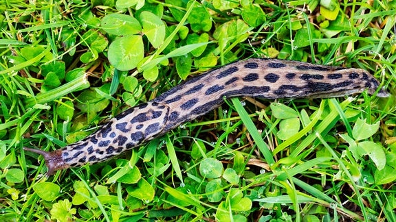 Tigerschnegel im Gras