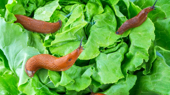 Nacktschnecken im Garten fressen ein Salatblatt. 