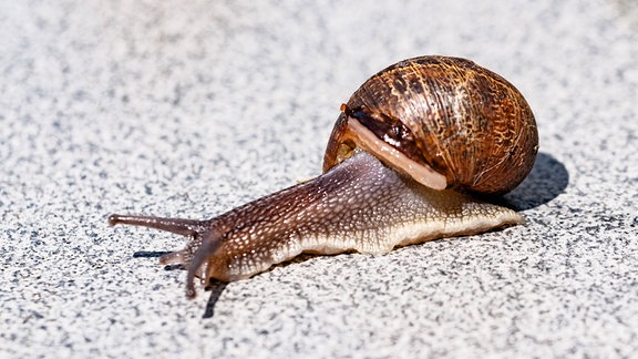 Schnecke mit Haus auf einer Straße