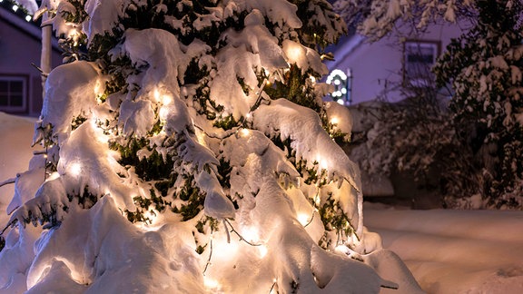 Tanne mit Lichterkette im Schnee